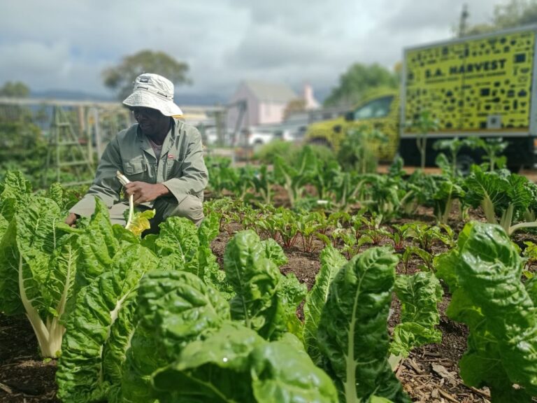 SA Harvest Launches Virtual Food Pantry for GivingTuesday 2024